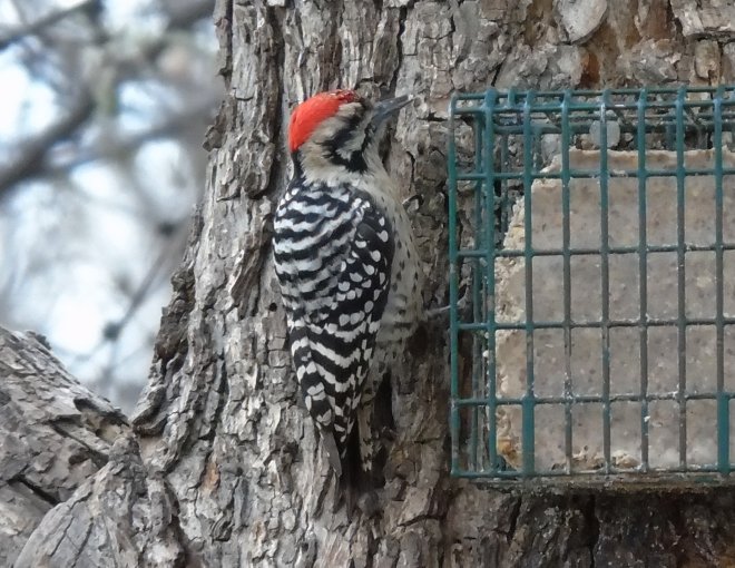 Patagonia, AZ - Jan. 9, 2018